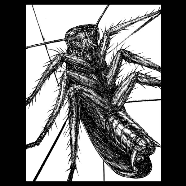 canavar4 scaled SANRI | böcek